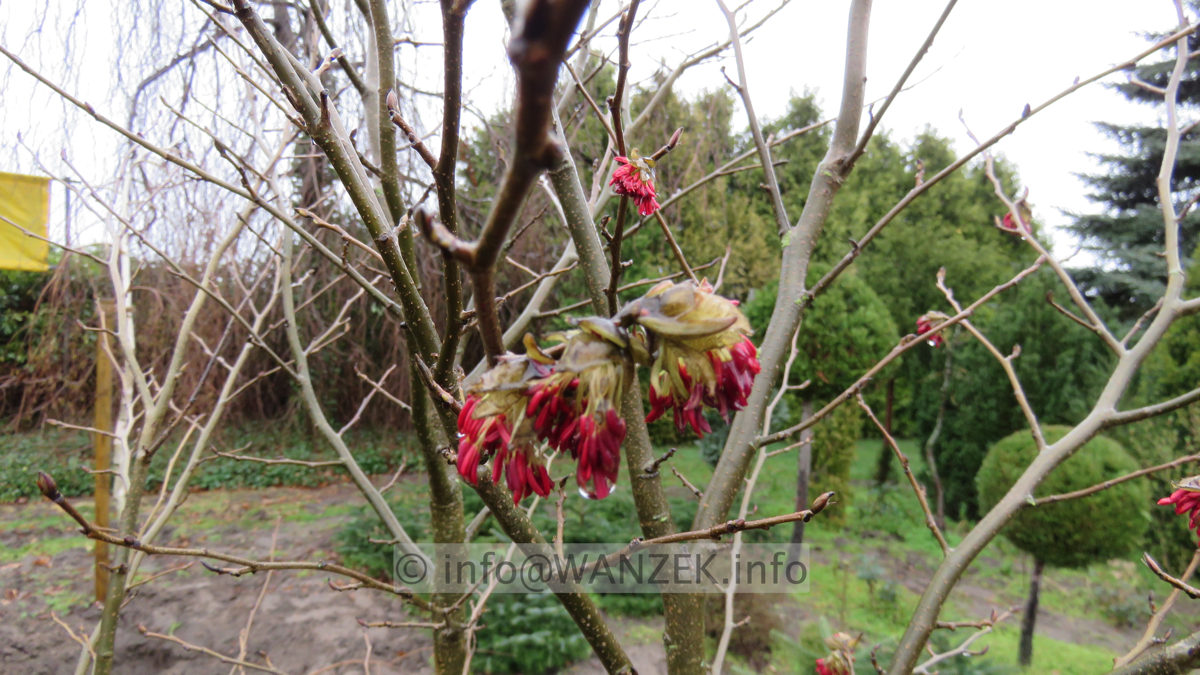 Parrotia persica - Bluetenmacro 02.JPG